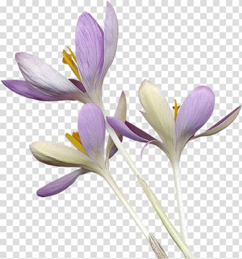 Portable Network Graphics Autumn Crocus Flowering plant, flower transparent background PNG clipart