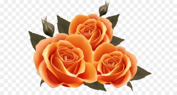 Portable Network Graphics Clip art Image Rose Transparency - rose 