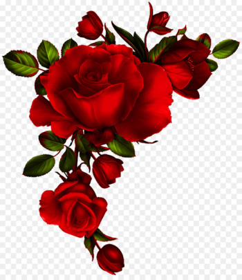 Portable Network Graphics Clip art Rose Floral design Image - rose 