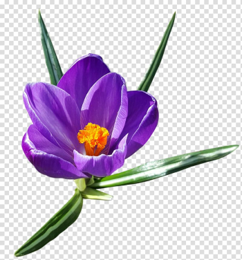 Portable Network Graphics Crocus vernus Autumn Crocus , flower transparent background PNG clipart