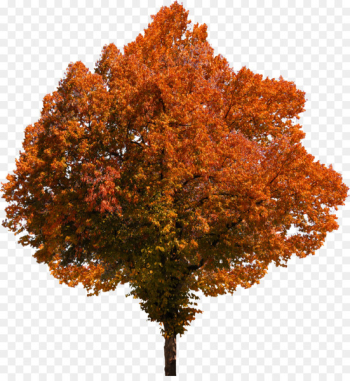 Portable Network Graphics Fall Tree Image Autumn - tree 