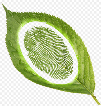 Portable Network Graphics Fingerprint Image Design Download - fingerprint 