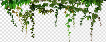 Portable Network Graphics Frames Filtre graph Decoratie, Hanging leaves transparent background PNG clipart