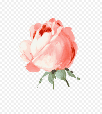 Portable Network Graphics Garden roses Still Life: Pink Roses Clip art - adorable flower 