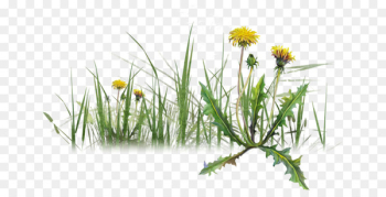 Portable Network Graphics Image Dandelion Herbaceous plant Plants - dandelion 
