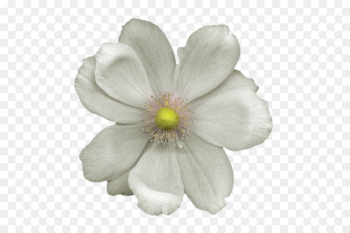 Portable Network Graphics Image Drawing Painting - flower line drawings 