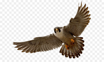 Portable Network Graphics Peregrine falcon Clip art Image - falcon 