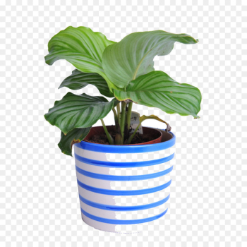 Portable Network Graphics Plants Image Houseplant Grow light - green plants 