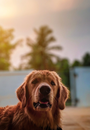 Portrait of a golden retriever Portrait of a golden retriever