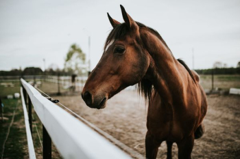 Portrait of a horse Portrait of a horse