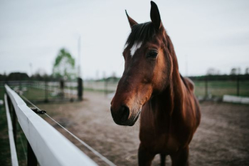 Portrait of a horse Portrait of a horse