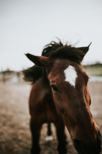 Portrait of a horse Portrait of a horse