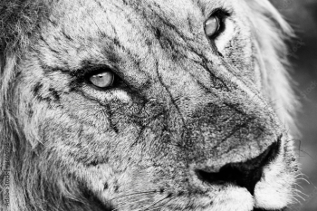 portrait of a lion portrait of a lion