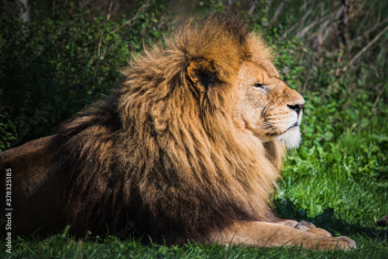 portrait of a lion portrait of a lion