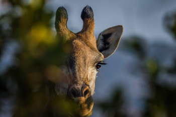 Portrait of Giraffe Portrait of Giraffe
