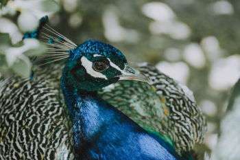 Portrait of Peacock