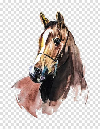 Portrait painting of horse, Arabian horse Watercolor painting Art, painting transparent background PNG clipart