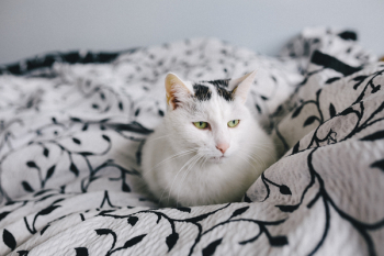 Portraits of white sad cat Portraits of white sad cat