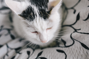 Portraits of white sad cat Portraits of white sad cat