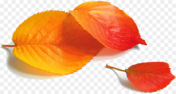 Poster Autumn POP - Red autumn leaves Poster Autumn POP - Red autumn leaves