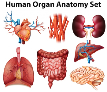 Poster of human organ anatomy set
