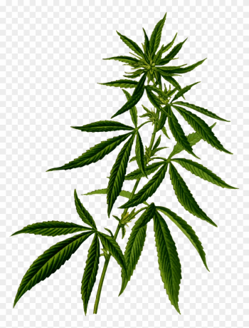 Pot Leaf Clipart No Background - Weed Plant Png