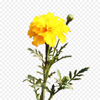 Pot Marigold, Flower, Cut Flowers, Flowering Plant PNG