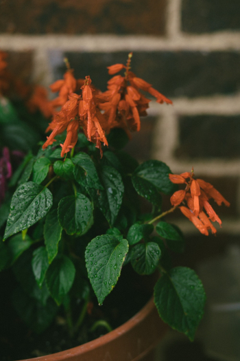 Pot Plant With Red Flowers Pot Plant With Red Flowers
