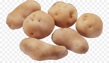 potato solanum root vegetable food vegetable potato solanum root vegetable food vegetable