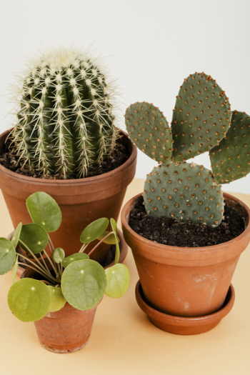 Potted Cacti and Potted Chinese Money Plant Potted Cacti and Potted Chinese Money Plant