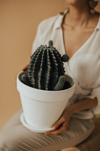 Potted Cactus Potted Cactus