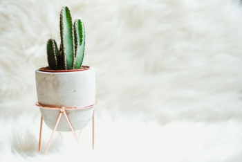 potted green cactus potted green cactus