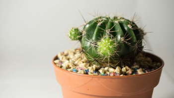 Potted Green Cactus Potted Green Cactus