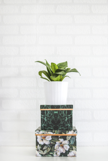 Potted Green Plant Near Wall Potted Green Plant Near Wall
