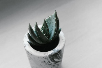 potted green succulent plant potted green succulent plant