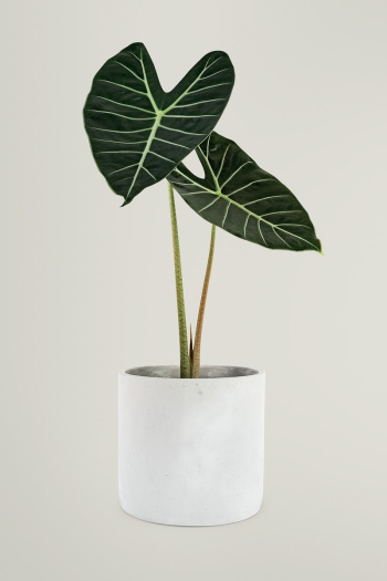 Potted plant Alocasia popular houseplant  | Free stock photo | High Resolution image