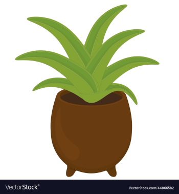 potted succulent plant in clay pot potted succulent plant in clay pot