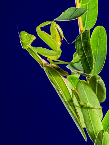 Praying Mantes Praying Mantes