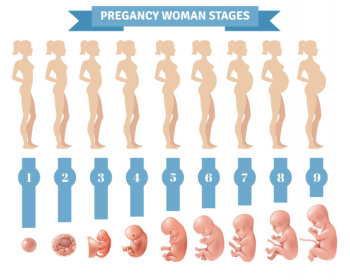 Pregnancy woman stages Free Vector