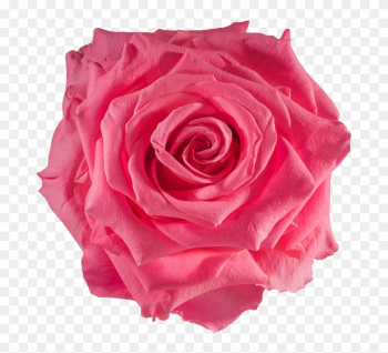Preserved Rose Baby Pink - Rose Preserved Rose Baby Pink - Rose