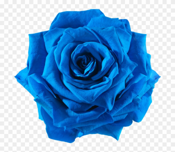 Preserved Rose Blue Electric - Rose Blue Flower Png Preserved Rose Blue Electric - Rose Blue Flower Png