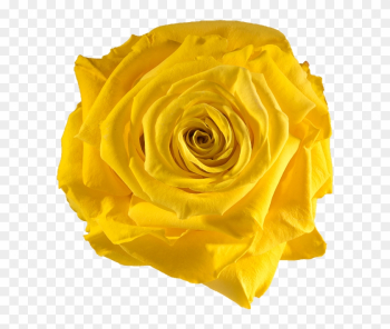 Preserved Rose Yellow Sun - Yellow Preserved Rose