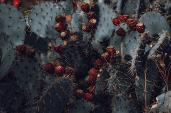 Prickly Pear Prickly Pear
