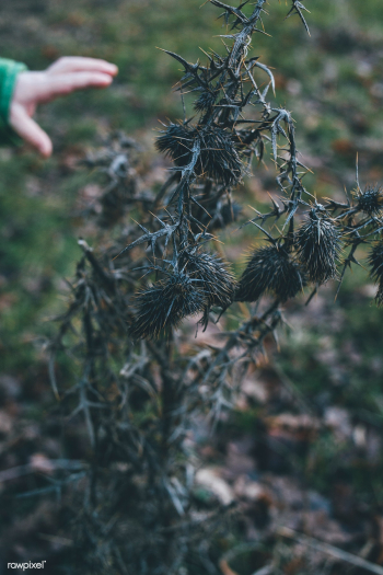 Prickly plant | Free public domain photo - 680898 Prickly plant | Free public domain photo - 680898
