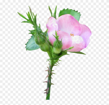 Prickly Rose Clipart - Rose