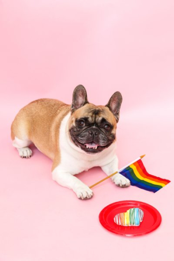 Pride Dog Pride Dog