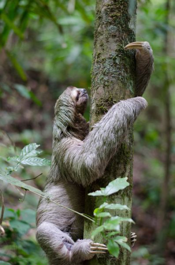primate climbing tree primate climbing tree