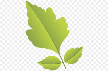 Primavera Green Leaf - Leaf Primavera Green Leaf - Leaf