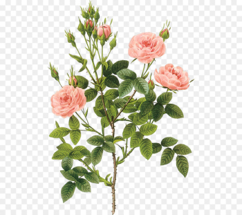 Printmaking Rose Botanical illustration Botany Poster - Rose pink bouquet 