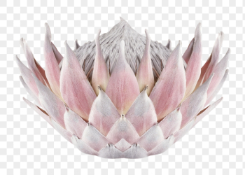 Protea png, white flower clipart, | Free PNG - rawpixel